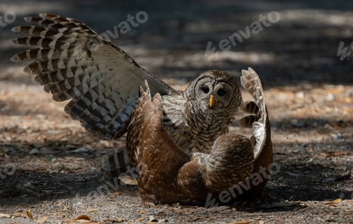 Preview: barred owl fight in Florida