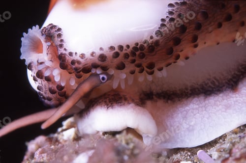Preview: Chestnut cowrie close up