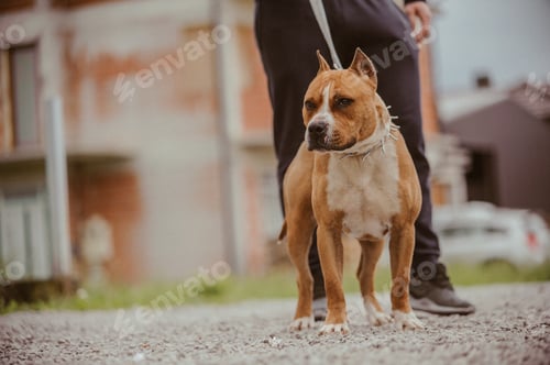 Preview: Selective focus shot of American Staffordshire terrier playing in the park