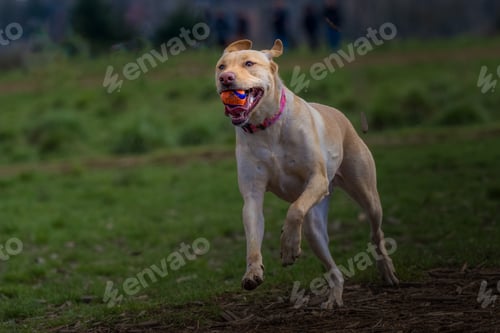Preview: Yellow Labrador Running with a Ball in its Mouth