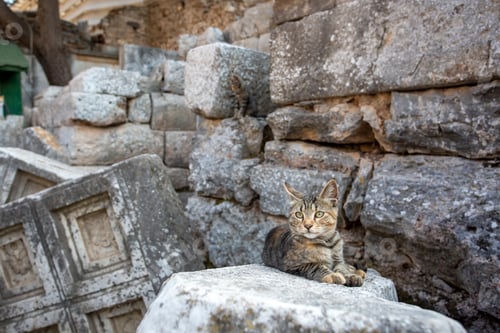Preview: Ephesus ancient city and stray cat, Izmir / Turkey