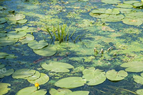 Preview: Green lilly pad's cover the surface of a pond