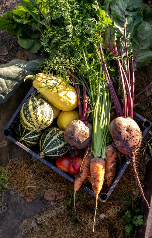 Preview: Basket with vegetables, bunch of beetroot and carrot, tomatoes and pumpkins.