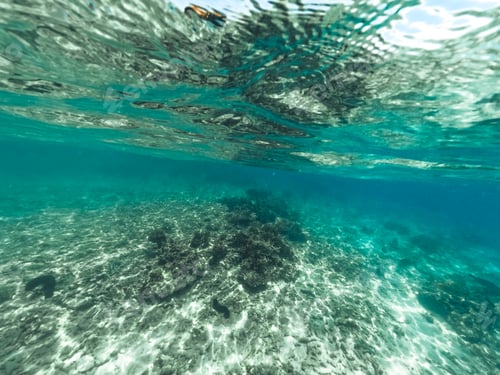 Preview: Tropical Island Palm and underwater
