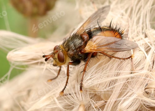 Preview: insect, macro, fly, nature, bug, animal, detail, hairy, wing, eye, closeup, ugly, close, pest, small