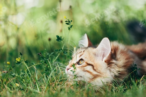 Preview: A kitten - Siberian cat hunting in grass