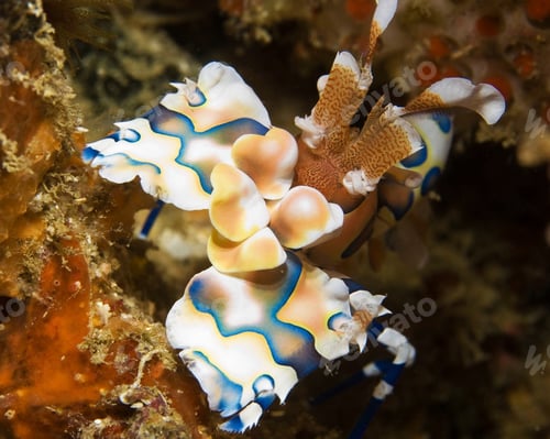 Preview: Amazing underwater world, Underwater world scene.