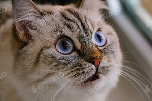 Preview: Curious cat with blue eyes