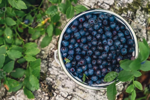Preview: Close-up of Blueberries in white bucket in the forest with green leaves. Country life gardening eco