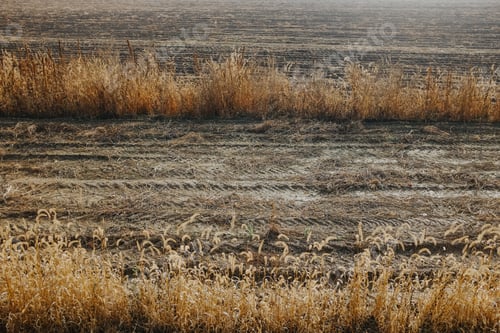 Preview: Bright autumn day in the countryside with wheat field under the sun