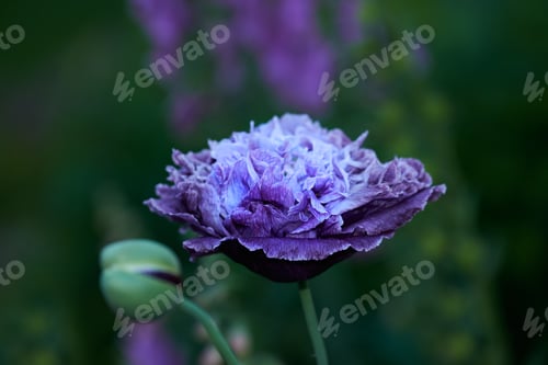 Preview: Poppies blooming