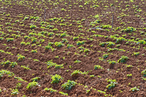 Preview: Furrows row pattern in plowed field prepared for planting crops in spring. Horizontal view