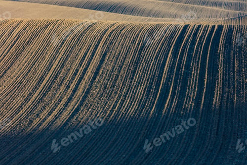 Preview: Detail of fertile, tilled farmland and rolling hills at dusk, Palouse