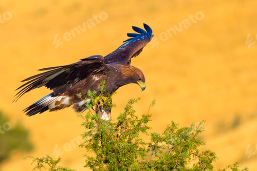 Preview: Golden Eagle, Mediterranean Forest, Spain