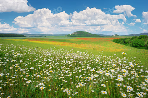 Preview: Spring camomile flower meadow at day.