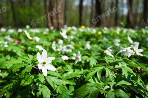 Preview: White anemones in forest