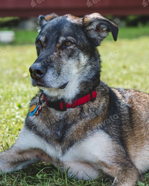 Preview: Wolf-Like Dog