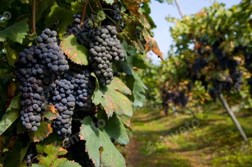 Preview: Vineyard, Langhe Nebbiolo, Piedmont, Italy