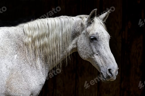 Preview: Side view of a white horse.