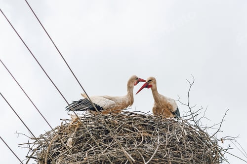 Preview: White storks at nest on a light pole with wires against sky
