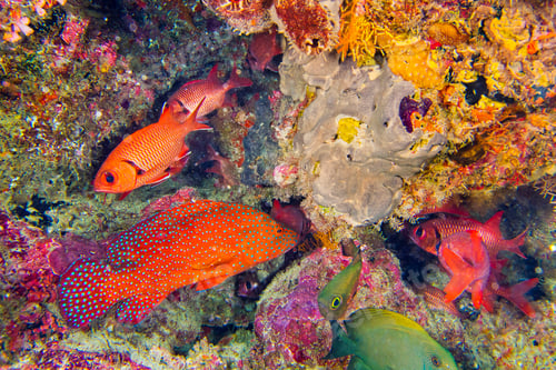 Preview: Coral Grouper, South Ari Atoll, Maldives