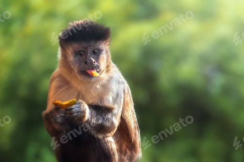 Preview: Black-striped Capuchin Monkey eating fruit (Sapajus libidinosus)