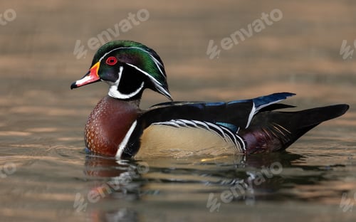 Preview: Drake Wood Duck in a Creek