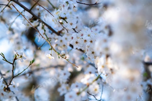 Preview: Fruit tree twigs with blooming white and pink petal flowers in spring garden.
