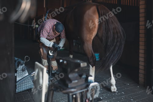 Preview: Busy European blacksmith shoves back hoof of brown horse in stable
