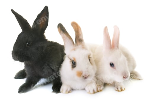 Preview: rabbits in studio
