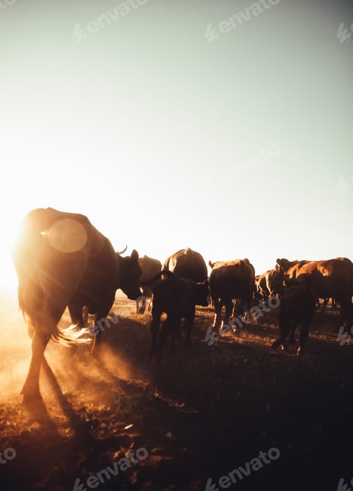 Preview: Cattle on farm in sunrise