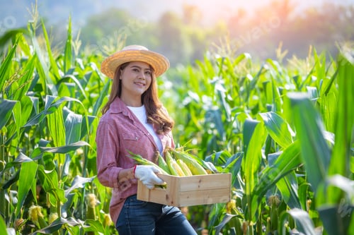 Visualização: agricultora asiática vestindo uma camisa vermelha, chapéu e luvas brancas. Ela está inspecionando produtos agrícolas