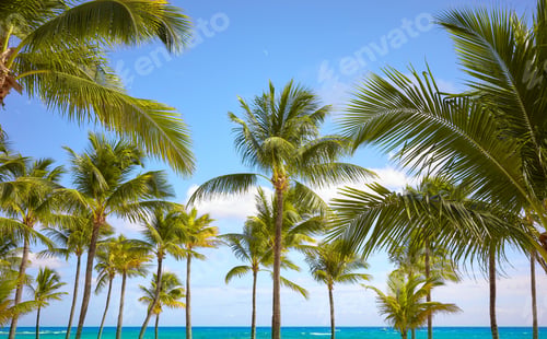 Preview: Coconut palm trees on a tropical beach, Mexico.