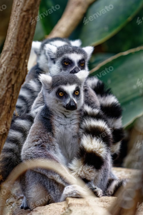 Preview: Close up of a group of cute lemur animals sitting together in the forest