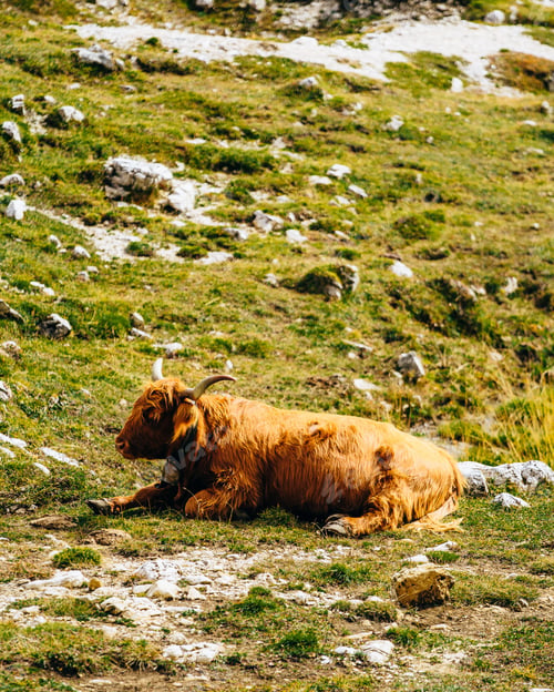 Preview: Cow in the Dolomite Mountains
