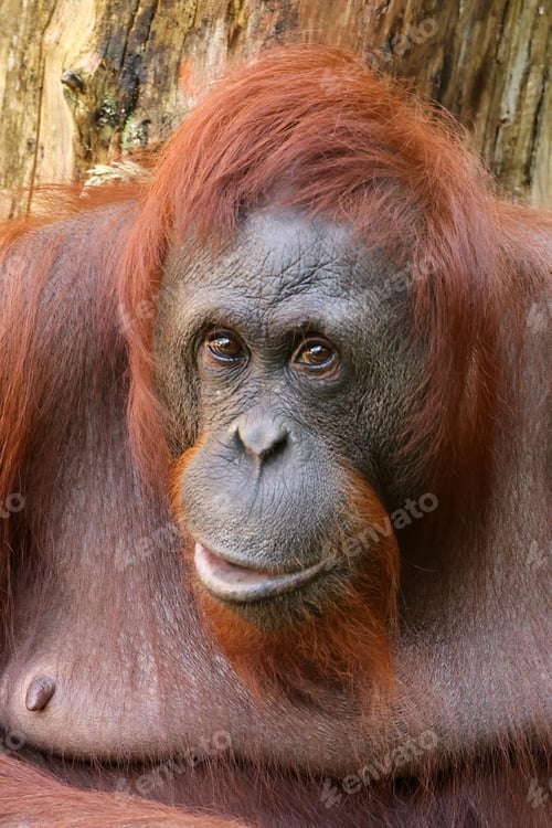 Preview: The Bornean orangutan (Pongo pygmaeus)