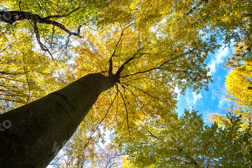 Preview: Perspective from down to up view of autumn forest with bright orange and yellow leaves.