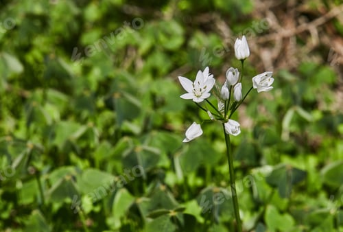 Preview: Blooming wild flowers on background of green grass, spring