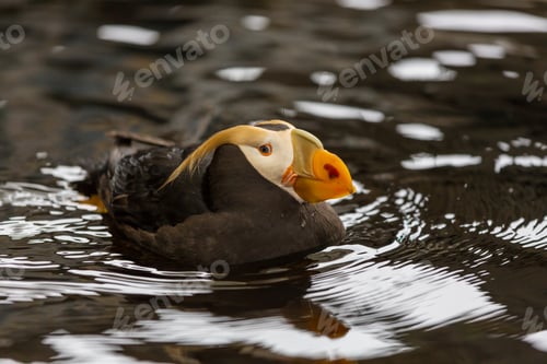 Preview: Puffin