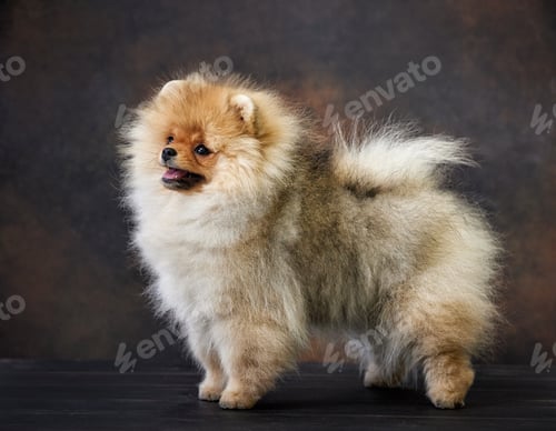 Preview: portrait of pomeranian spitz puppy