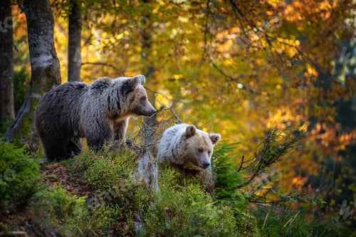 Preview: Brown bear in autumn forest