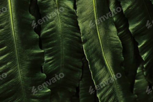 Vista previa: Natural background with beautiful juicy green leaves. Plant pattern. Leaves shot in a dark vein.