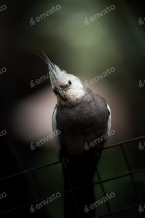 Preview: Corella (Nymphicus hollandicus) perched on a fence