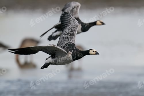 Preview: Barnacle goose (Branta leucopsis)