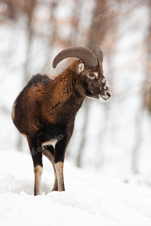Preview: Mouflon ram with horns watching around in snowy forest