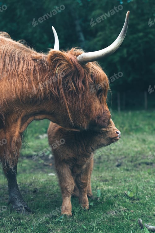 Preview: Scottish Highland cow with a baby little cow