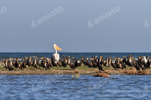 Preview: cormorants (phalacrocorax carbo)