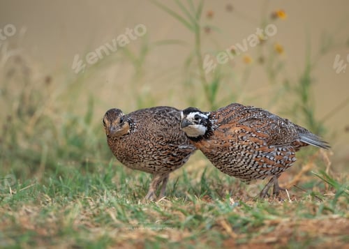 Preview: Close-up of two brown Virginian partridge birds (Colinus virginianu) perched on a grassy field