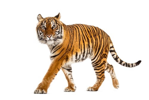 Preview: Tiger isolated