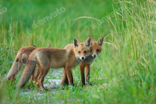 Preview: Three little foxes in the grass